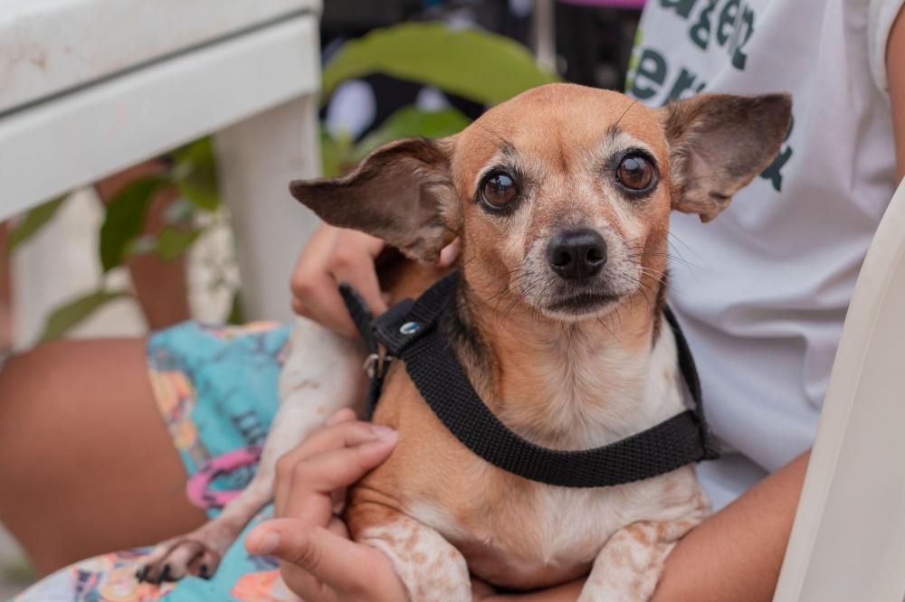 Programa Bem-Estar Animal atendeu cerca 2 mil procedimentos em 6 meses em Penha 