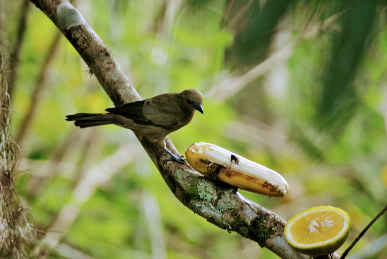 Costa Verde & Mar lança guia de identificação com 55 espécies de pássaros avistados em Balneário Piçarras