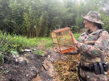 Penha - Polícia Militar Ambiental flagra comerciante com pássaros silvestres sem identificação e autorização