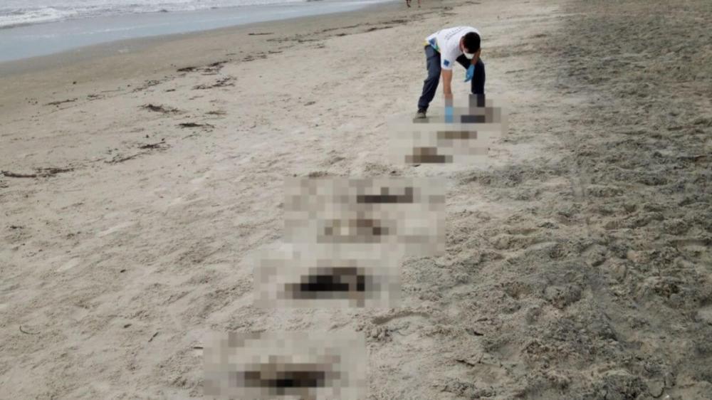 Mais de 300 pinguins são encontrados mortos em praias de SC