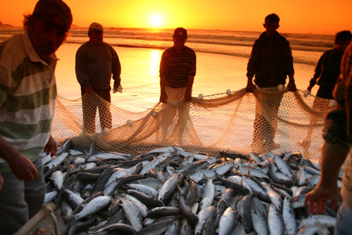 Pescadores artesanais registram vários lanços de tainha no litoral catarinense