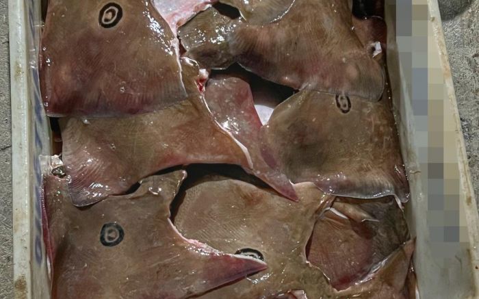 Polícia apreende mais de 200 raias ameaçadas de extinção em Itajaí