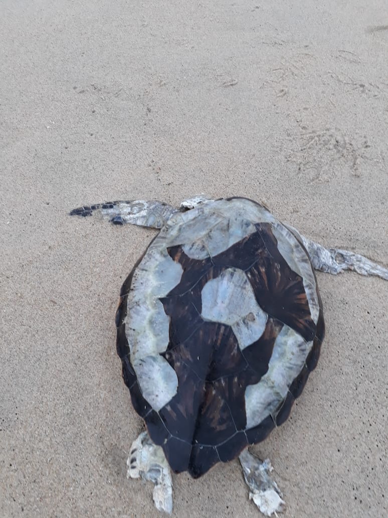 Barra Velha: Tartaruga é encontrada morta por moradora na praia do Tabuleiro