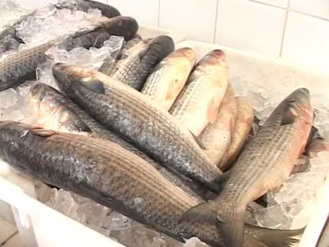 Penha: Tainhas fresquinhas, com ova ou sem ova, é na Mar Duarte Pescados