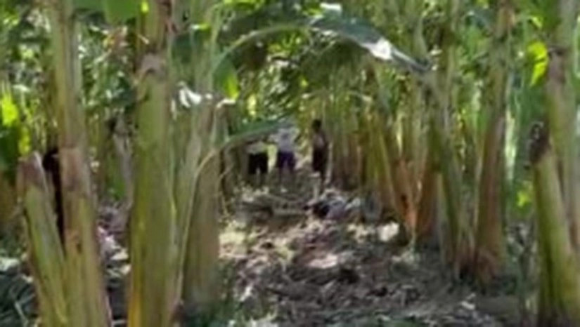 Corpo de homem morto a pauladas é encontrado em bananal e zona rural de Barra Velha