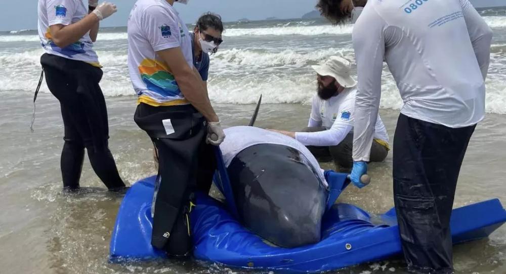 Baleia encalha em praia de São Francisco do Sul e mobiliza operação de resgate