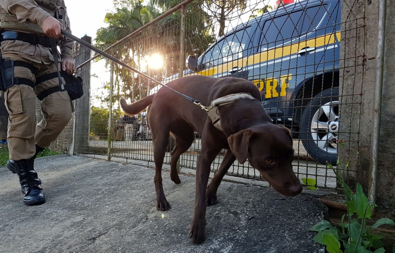 Joinville: Seis pessoas são presas com 50 quilos de maconha no bairro Boehmervald