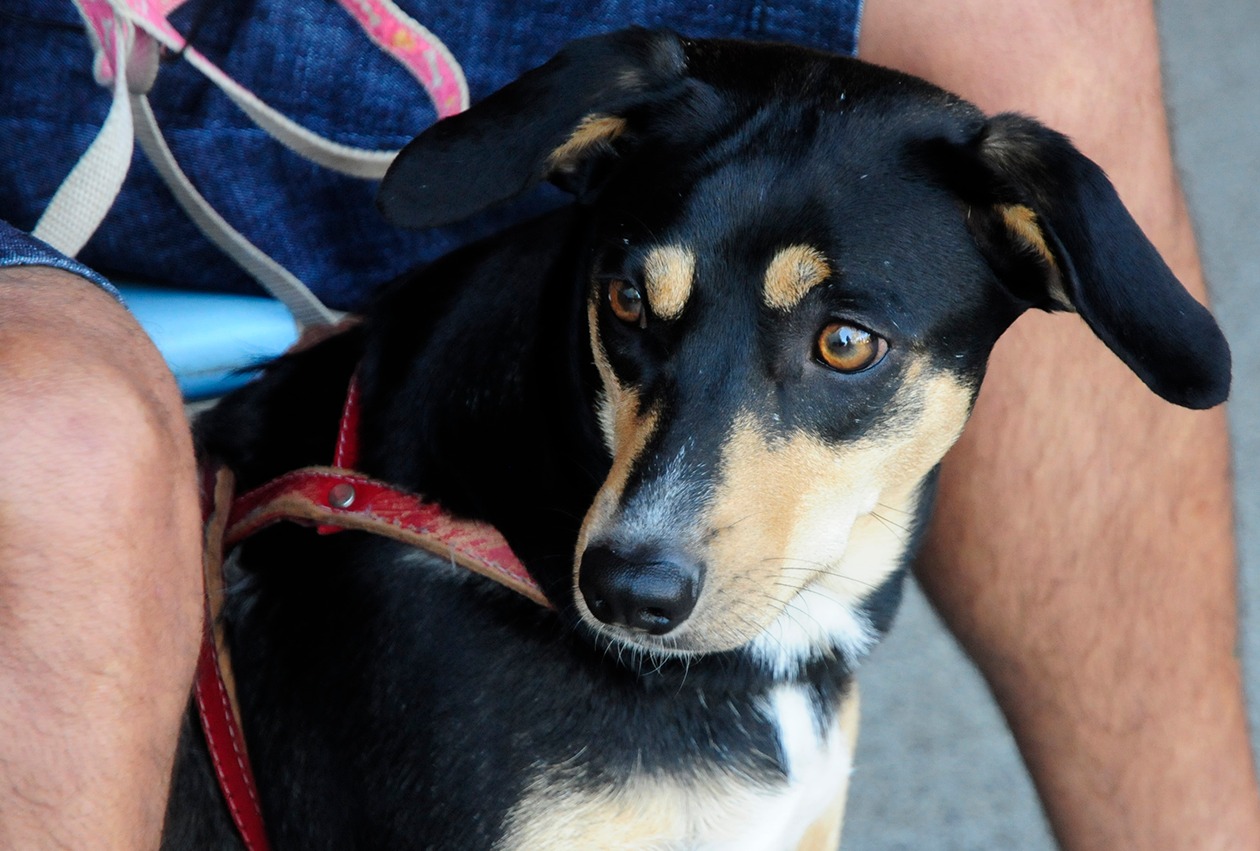Balneário Piçarras organiza mutirão gratuito para castrar 108 cães e gatos