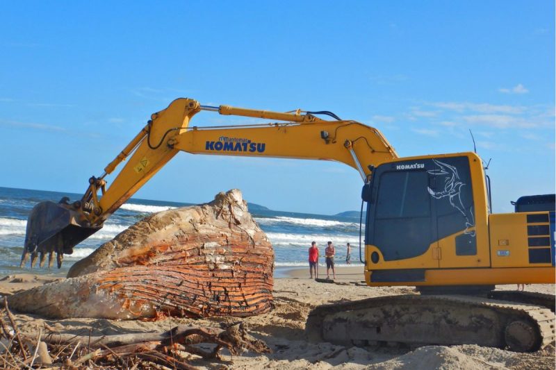 Baleia-jubarte gigante encalha em praia de São Francisco do Sul