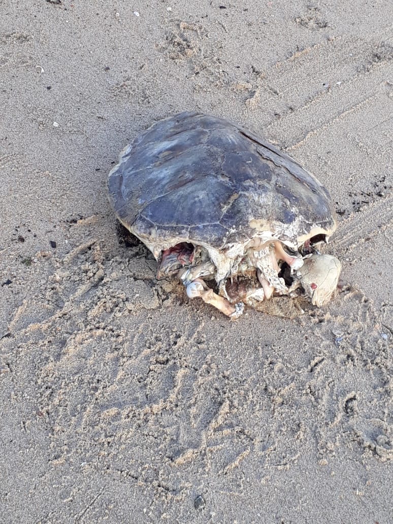 Barra Velha: Tartaruga é encontrada morta na praia das Canoas no Centro da cidade