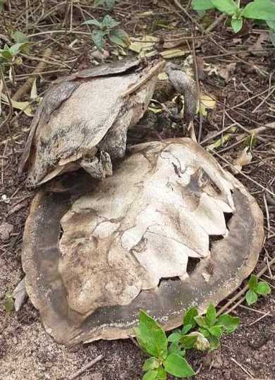 Barra Velha: Moradores encontram mais de 50 tartarugas mortas na boca da barra do rio Itapocu