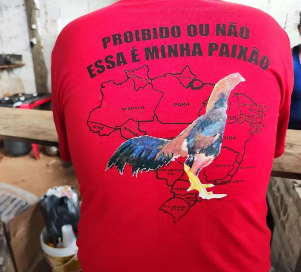 Rinha de galo termina com 61 aves apreendidas e 40 pessoas abordadas em Araquari