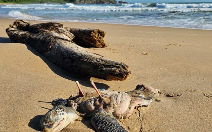 Penha - Tartarugas são encontradas mutiladas na praia Grande 