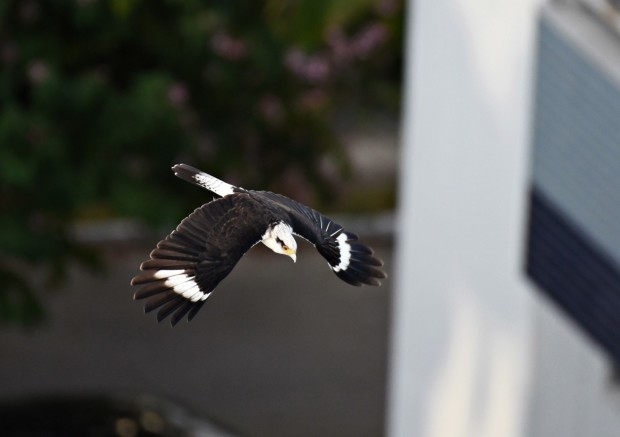 Cerca de 100 pessoas do Brasil e do Exterior prestigiam evento de observação de aves de maneira virtual