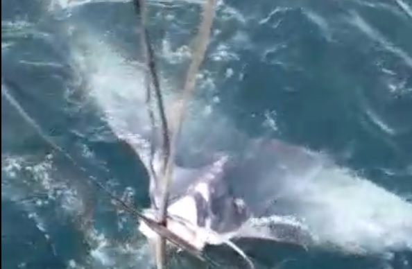 Barco de Navegantes foi responsável por decepar cauda de filhote de baleia