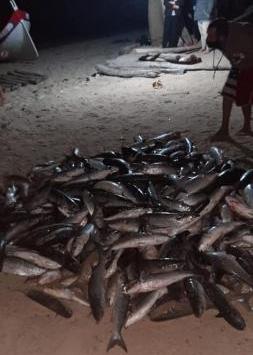 Bombinhas: Pescadores artesanais da praia Retiro dos Padres capturam 1.250 em lanço na noite de ontem