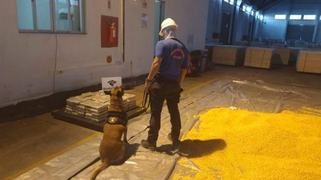 Porto de Itajaí: Receita Federal apreende mais de 1128 quilos de cocaína em carga de milho