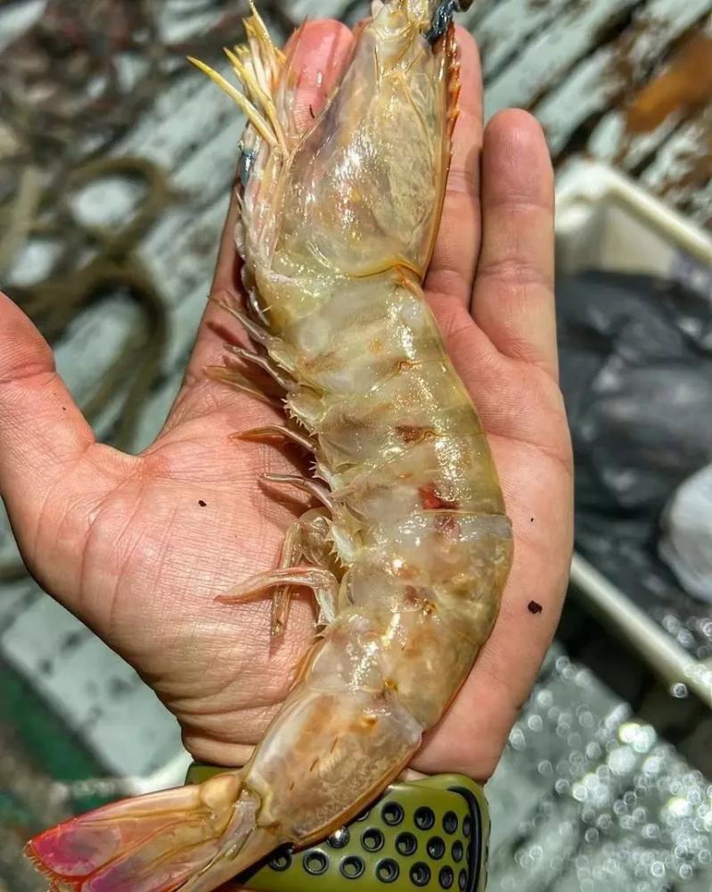 Polícia Militar Ambiental apreende mais de uma tonelada de pescado irregular nas cidades de Penha e Palhoça