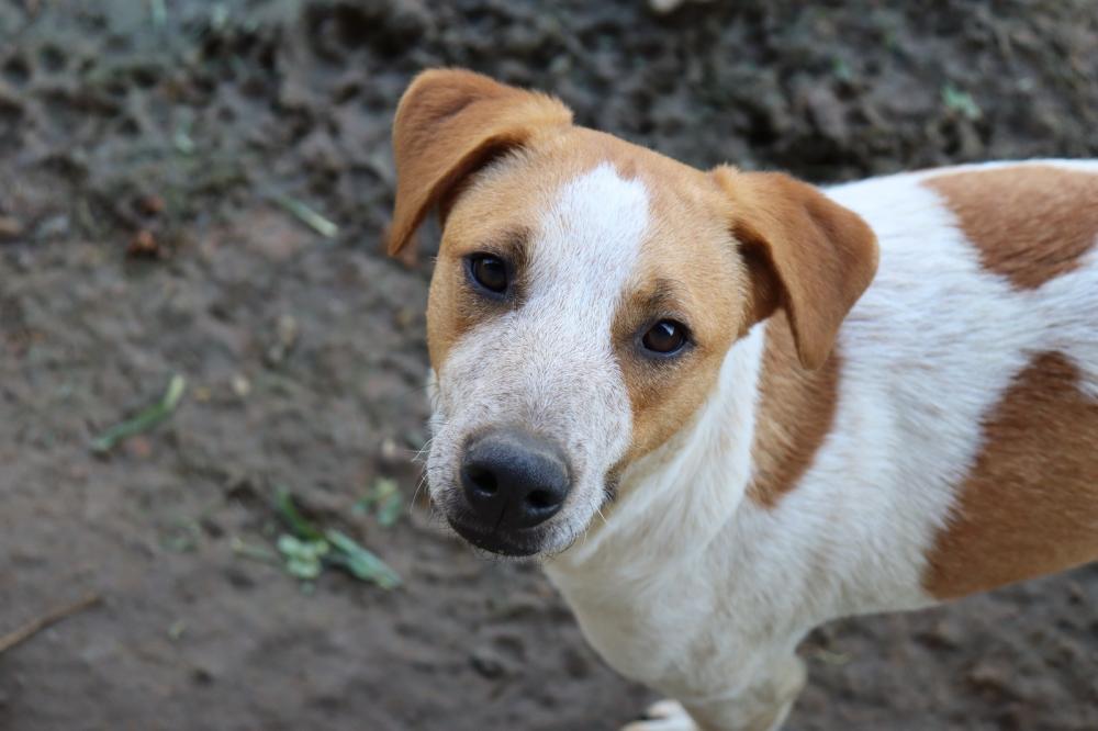 Penha - Sábado tem feira de adoção de animais resgatados pelo IMAP