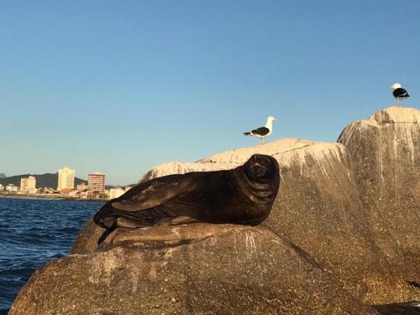 Barra Velha: Leões-marinhos são flagrados descansando no molhe da praia Central