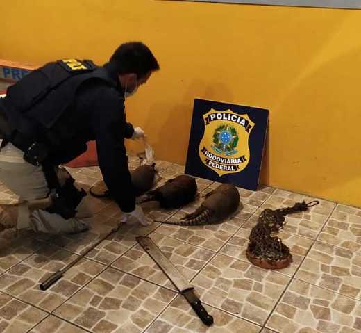 Caçadores são presos com três tatus abatidos e cachorros de caça em Joinville