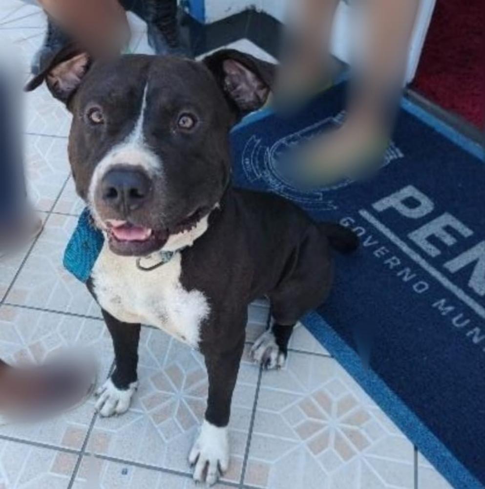 Mulher entra na Prefeitura de Penha com pitbull sem focinheira e causa confusão