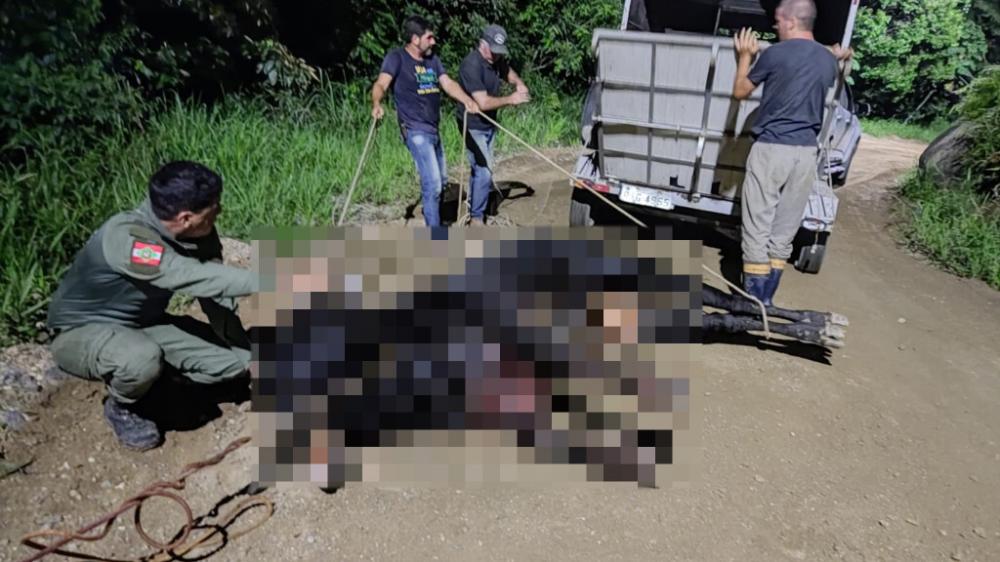Animal ferido é encontrado em BC e levanta suspeitas de farra do boi