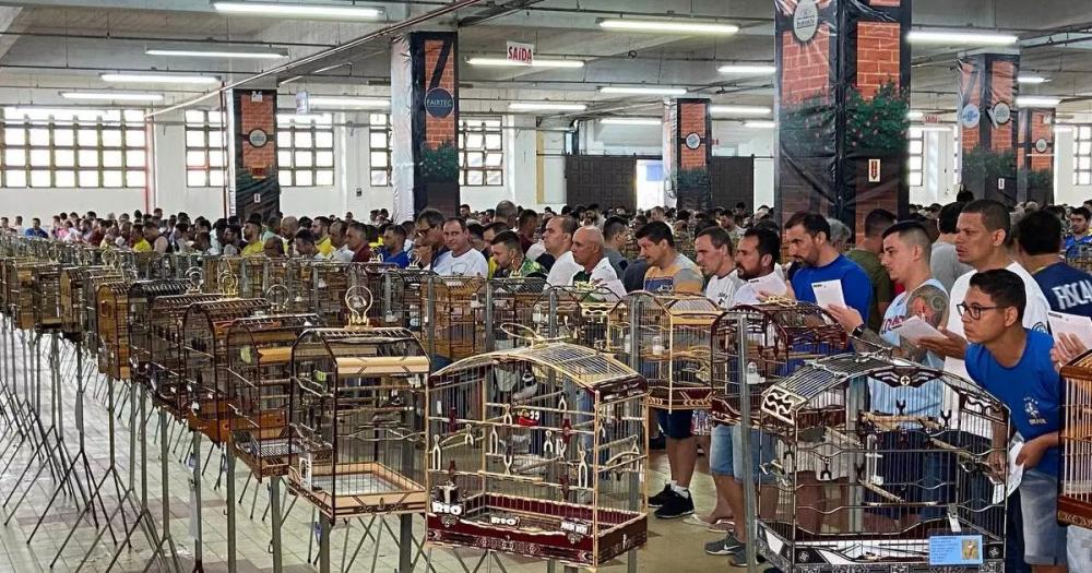 Torneios de pássaros poderão ser retomados em Santa Catarina