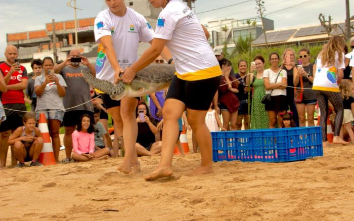Tartaruga que teve nadadeira amputada é devolvida ao mar em Penha