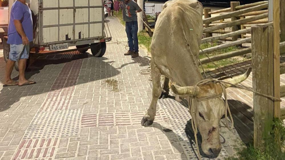 Bombinhas – Farra do boi na praia de Bombas termina com animal e três pessoas feridas
