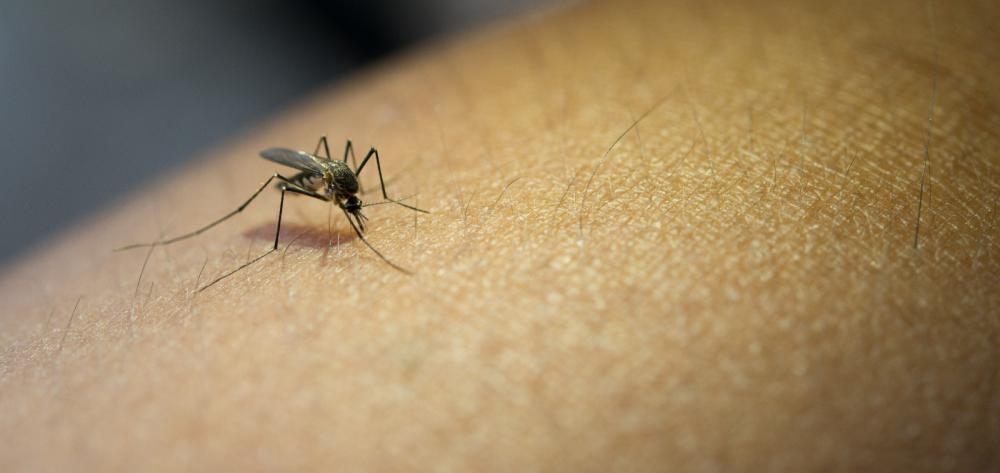 Balneário Piçarras confirma segunda morte por dengue 