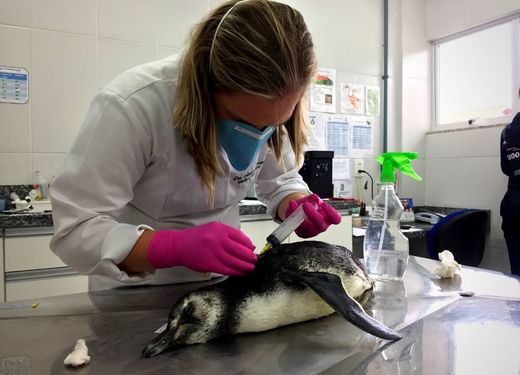 Dezenove pinguins são encontrados mortos em praias do Litoral Norte catarinense
