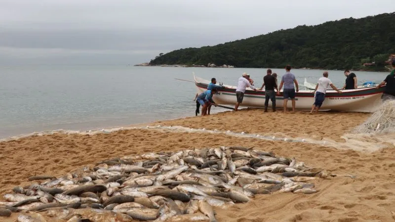 Pescadores da região comemoram chegada das tainhas