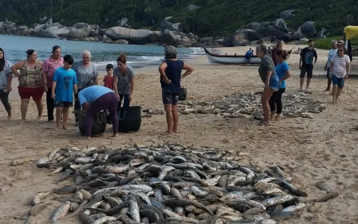 Mais 1900 tainhas são capturadas em Bombinhas 