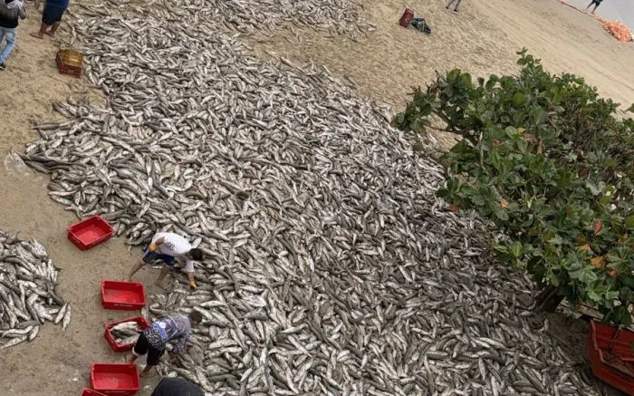 Pescadores capturam quase 30 mil tainhas em Bombinhas