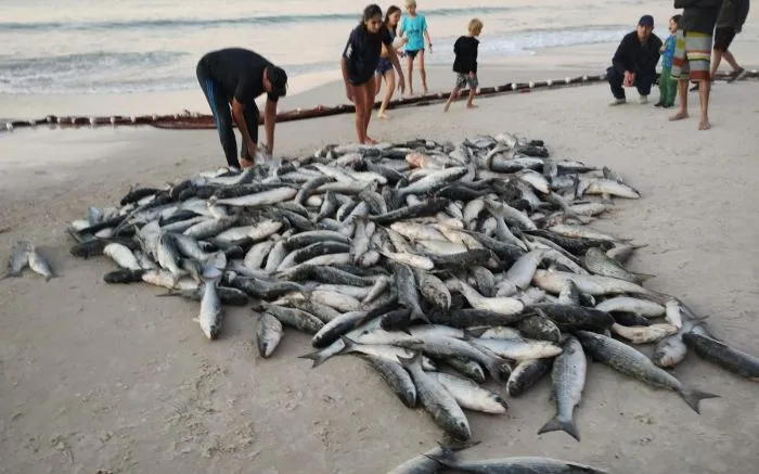 Pescadores capturam quase 50 mil tainhas no feriado na região