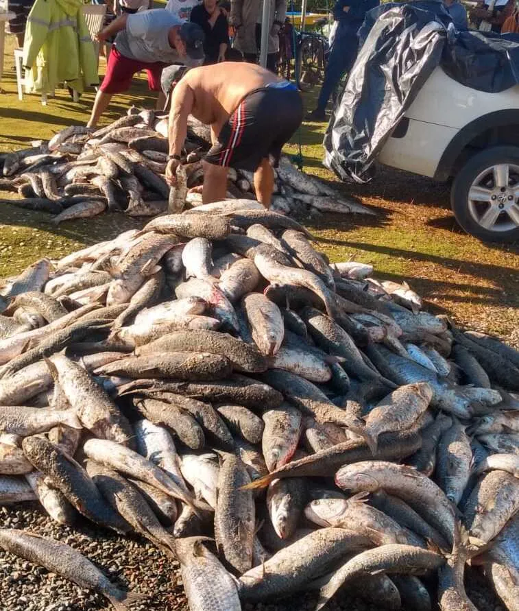 Pescadores artesanais de Penha capturam mais de 3 mil e 500 tainhas