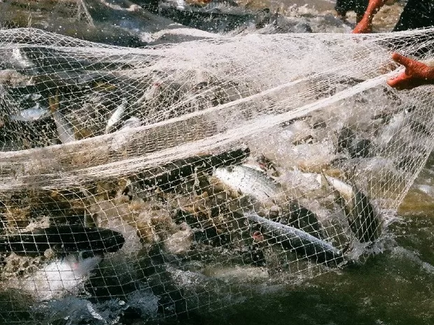 Acaba a cota de pesca de tainha para pescadores com redes artesanais de emalhe anilhado