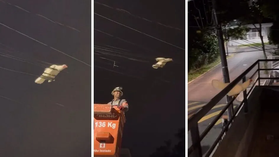 Galinha em fuga dribla equipe da Celesc em Balneário Camboriú