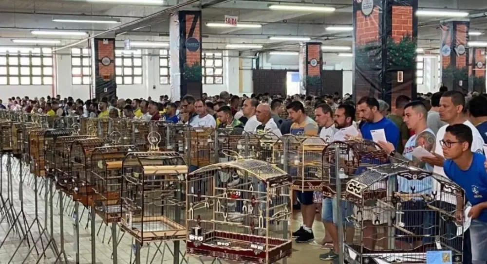 Liberados os torneios de canto de pássaros em Santa Catarina 