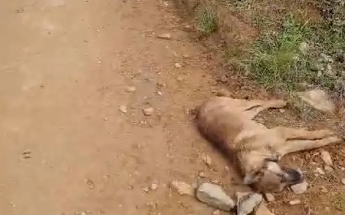 Animais são encontrados mortos com sinais de tortura em Barra Velha e Balneário Piçarras 