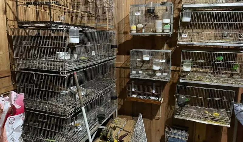 Santa Catarina - Polícia Federal prende duas pessoas por tráfico internacional de animais
