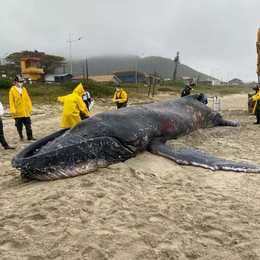 Baleia jubarte morre após tentativa de resgate que durou horos em São Francisco do Sul
