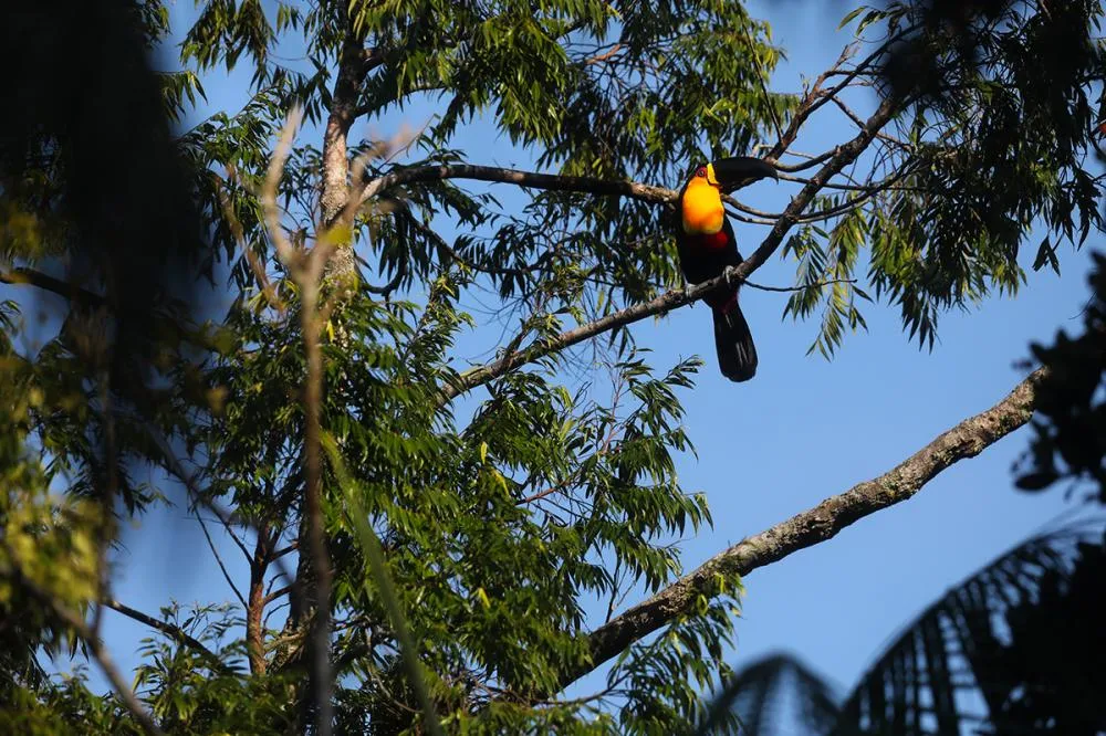 Observação de pássaros cresce em SC e conquista público em busca de conexão com a natureza