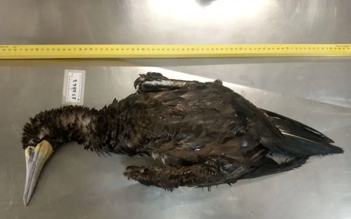 Canudinho plástico matou atobá em Balneário Piçarras