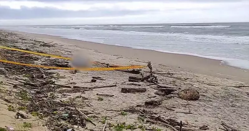 Corpo é encontrado na praia do Ervino em São Francisco do Sul