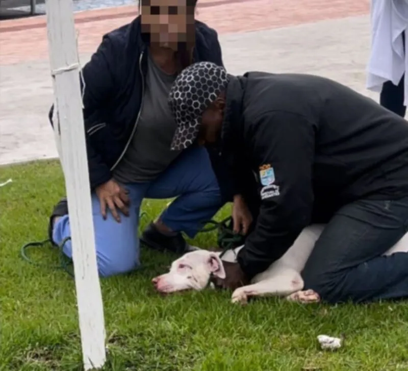 Criança de três anos é atacada por Pit Bull e fica ferida no rosto e pescoço no Centro de Navegantes 