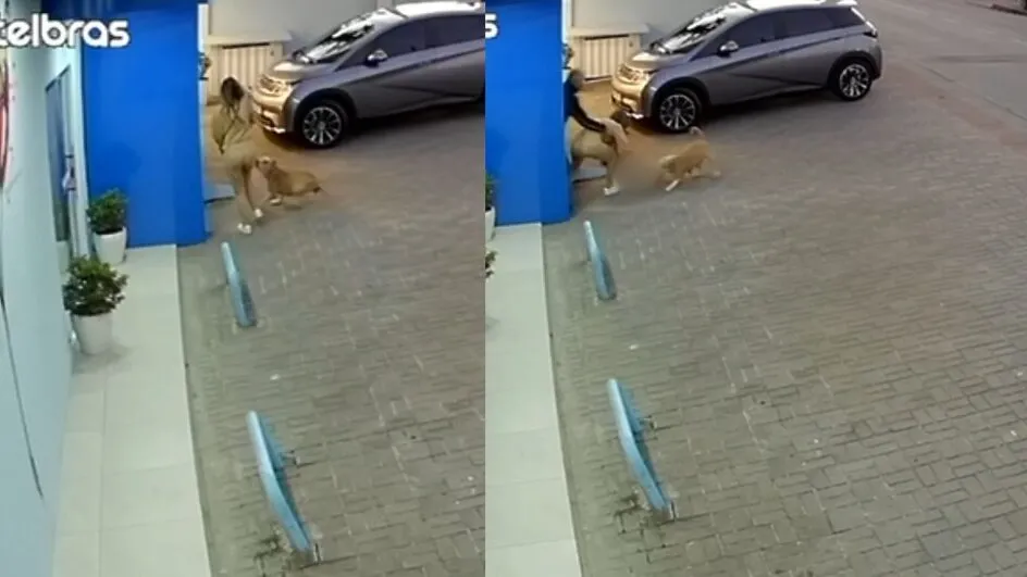 Pitbull arranca cachorro do colo da tutora e deixa animal internado em Joinville