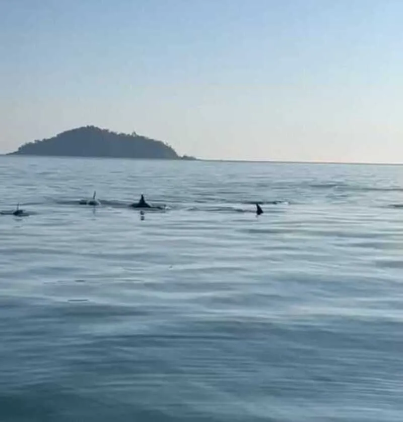 Grupo de cerca de 30 botos é avistado na praia do Quilombo em Penha