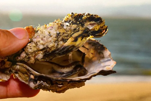 Comercialização e consumo de moluscos bivalves estão suspensas em SC